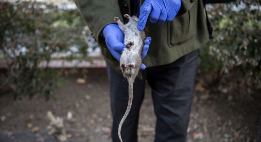 FRANCE-ANIMAL-INFESTATION-EXTERMINATION