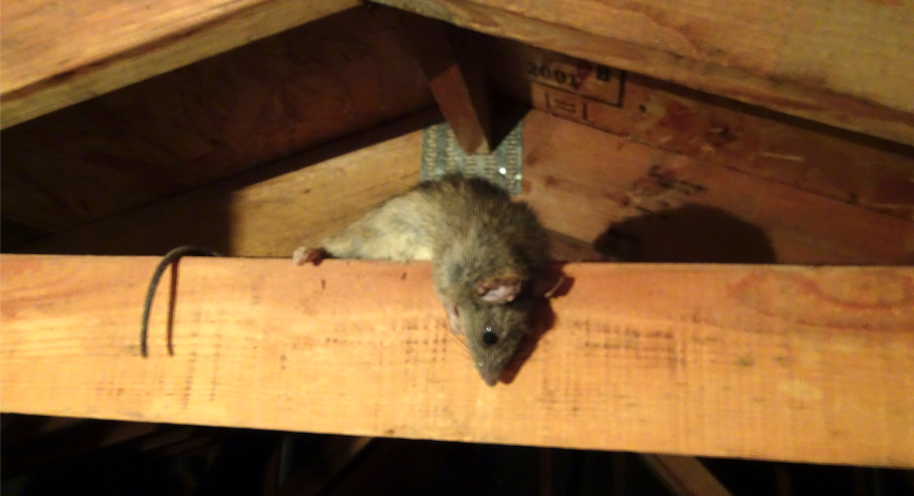 How to Tell if There Are Rodents in the Attic Before Buying a House